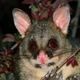 The common brushtail possum, a major pest in New Zealand. Image: Wikimedia